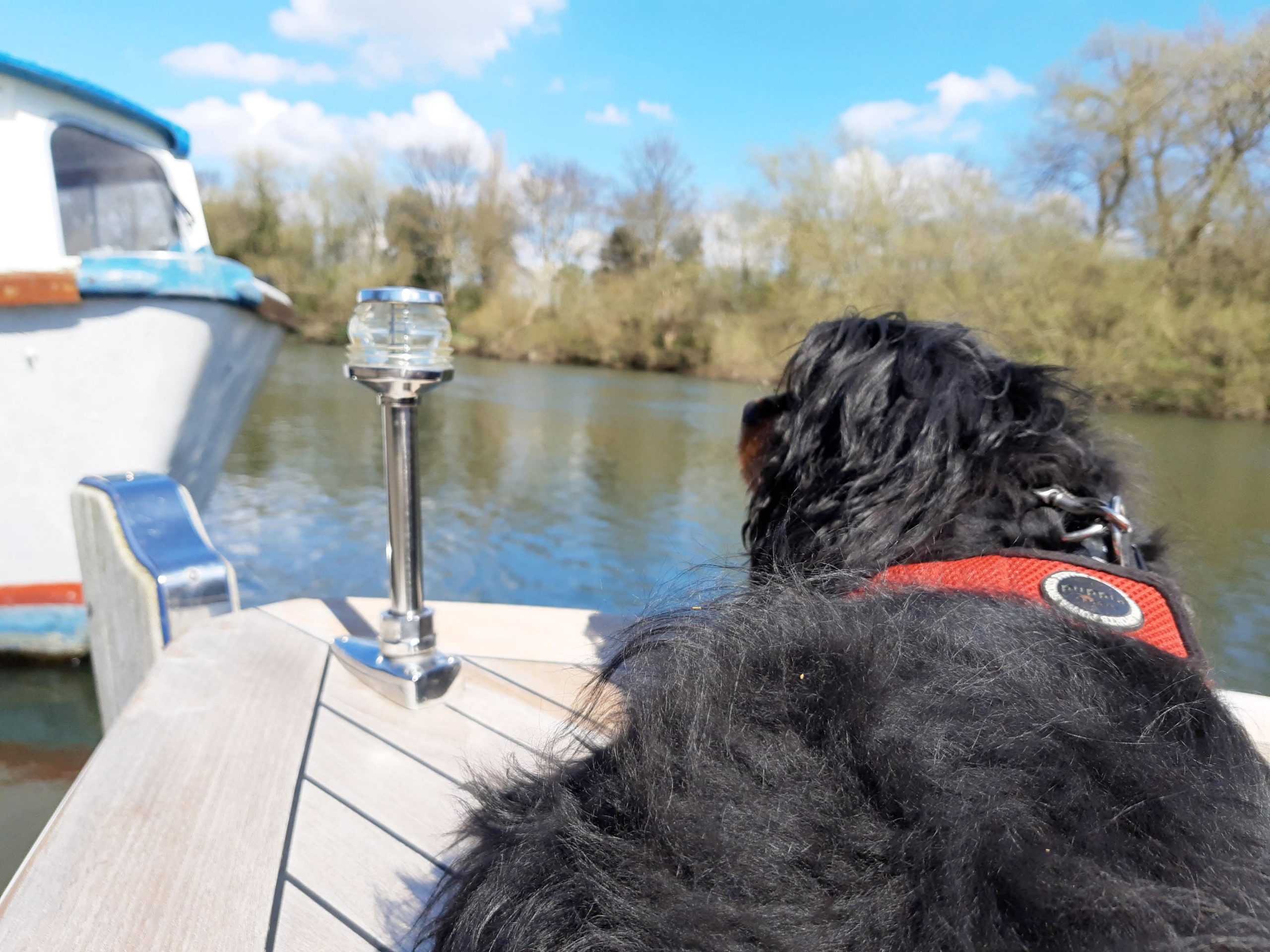 Photo of dog looking out from bow of boat on Thames